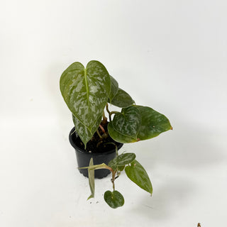 philodendron brandtianum vs scindapsus Philodendron aff. brandtianum (Shingling Form) – Steve's Leaves