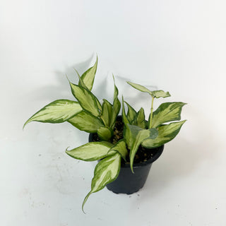 Hoya polyneura (inner variegated) [#2427]