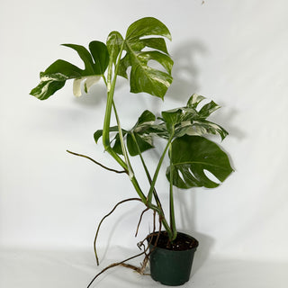 Monstera deliciosa var. borsigiana albo-variegata [#1534]