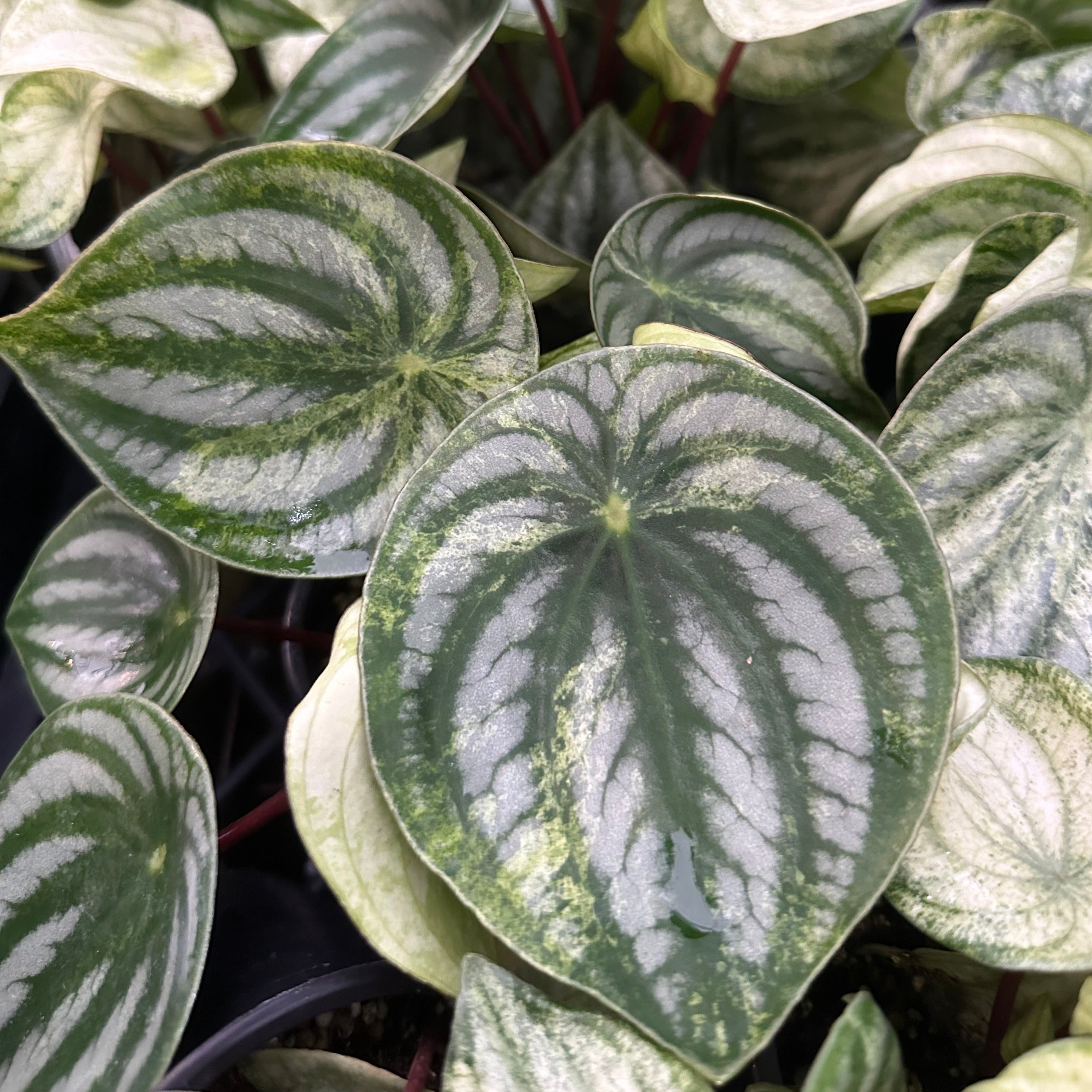 variegated philodendron peperomia Peperomia argyreia variegata (Low Color)