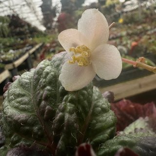 Begonia 'Harmony's Daenerys'