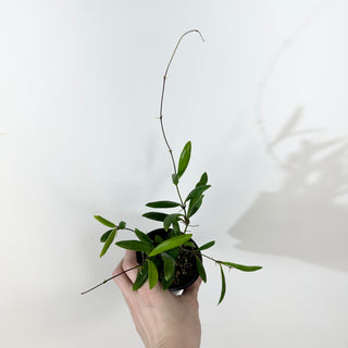 Hoya loherii [#2361]