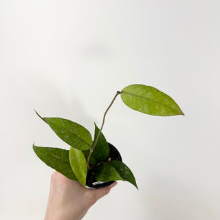 Hoya sp. Aceh Gayo Lues [#1691]