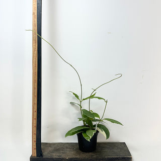 Hoya pimenteliana (outer variegated) [#2425]