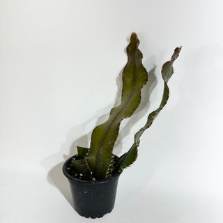 Strophocactus wittii