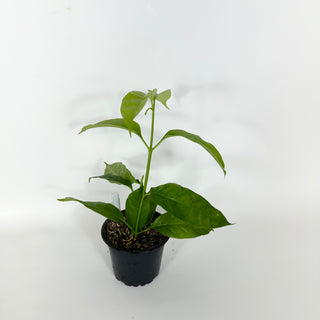 Hoya solokensis [#2167]