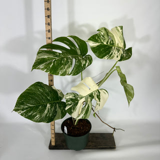 Z-4671 - Monstera deliciosa var. borsigiana albo-variegata