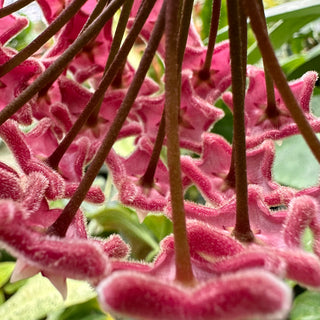 Hoya pubicalyx "Bangkok Black Beauty"