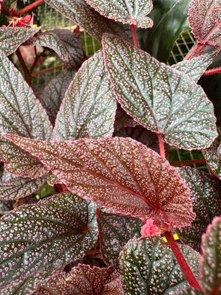 Begonia U062