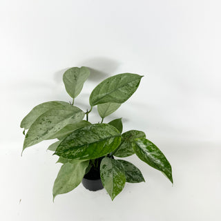 Hoya coriacea (silver) [#2452]
