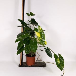 Philodendron 'Burle Marx' variegated [#2115]