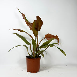 Philodendron 'Orange Marmalade' (Non-TC) [#2346]