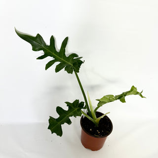 Z-4548 - Philodendron 'Bob Cee’ (Non-TC)