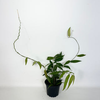 Hoya megalantha [#2287]