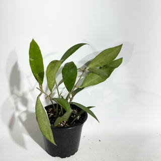 Hoya ruthiae [#1912]