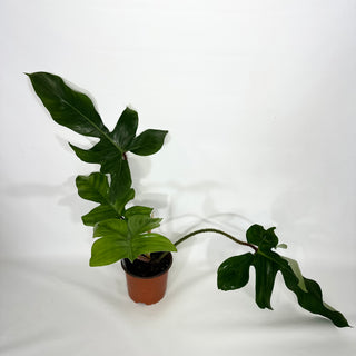 Philodendron squamiferum (Non-TC) [#1160]