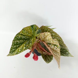 Begonia 'Snow Capped' (Variegated) [#2496]