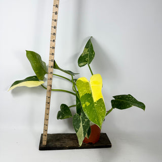 Philodendron 'Jose Buono' (Texas Form) [#2347]