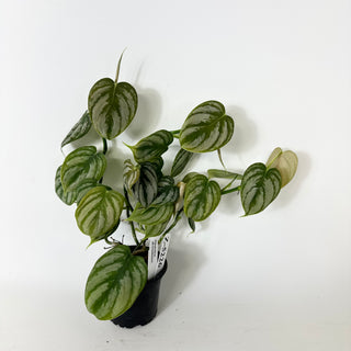 Z-5226 - Philodendron aff. brandtianum