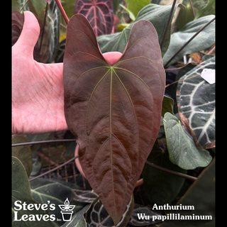 Anthurium Wu papillilaminum x 'Arnold Schwarzenegger' [#1788]