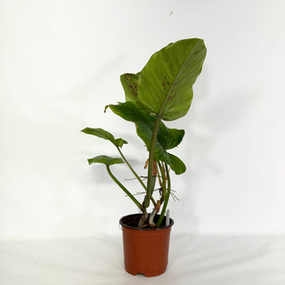 Z-4680 - Philodendron subhastatum (Non-TC)