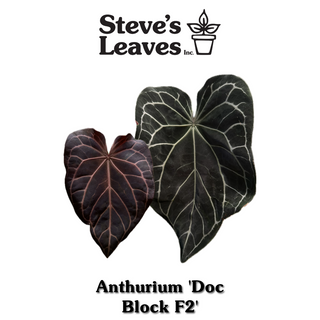 Anthurium 'Doc Block F3' - 2 Seedlings [#1478]