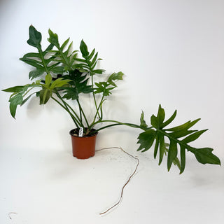 Philodendron ‘Steve’s Leaves Chainsaw’ [#2431]