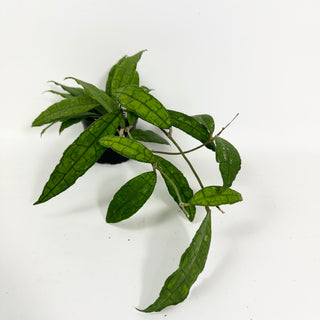 Hoya cv. finlaysonii x undulata [#2108]