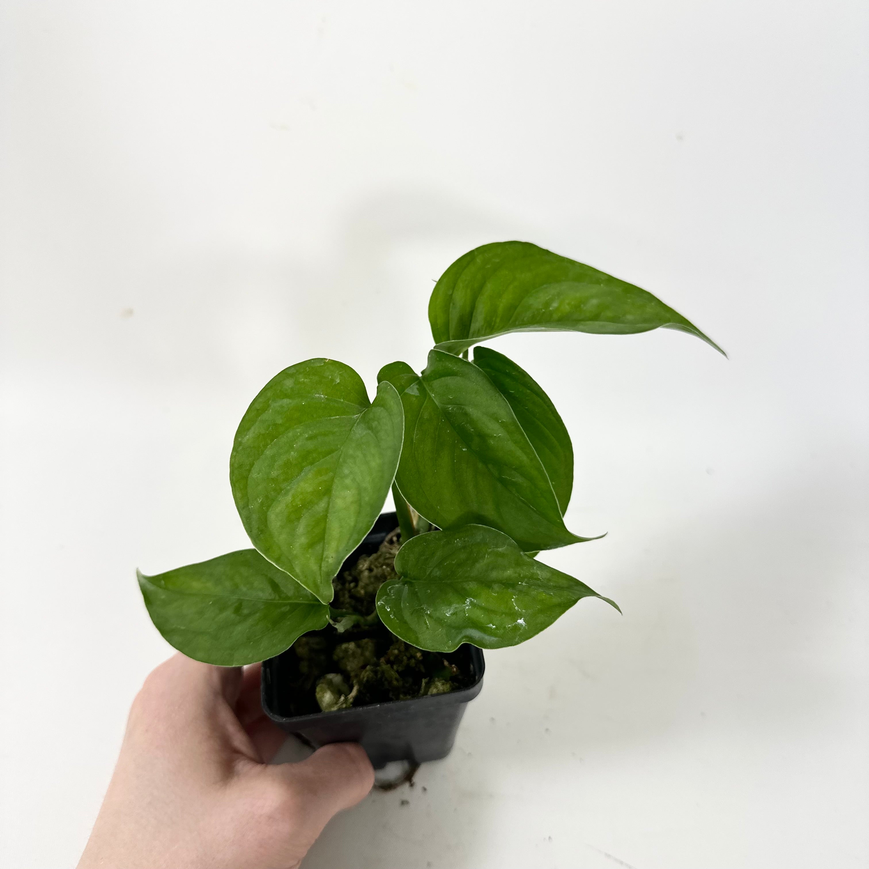 philodendron tenue aff Philodendron tenue aff