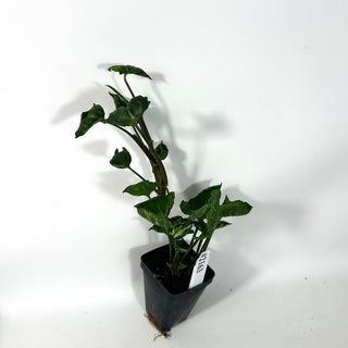 Syngonium 'Godzilla' [#2163]