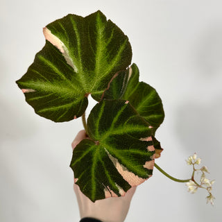 Begonia soli-mutata (variegated) [#1244]