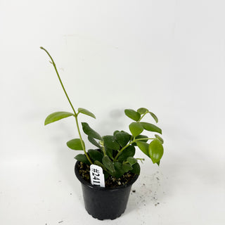 Hoya aeschynanthoides [#2411]