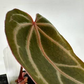 Anthurium crystallinum/magnificum x 'Zara' [#1158]