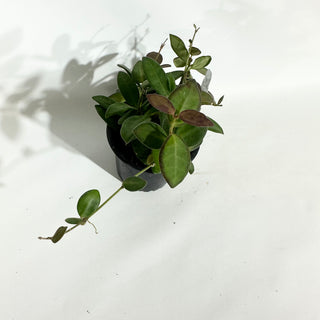 Z-5016 - Hoya sp. aff. burtoniae (variegated)