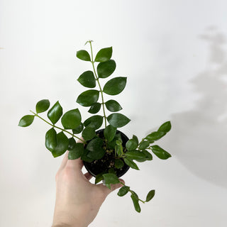 Hoya aeschynanthoides [#2364]