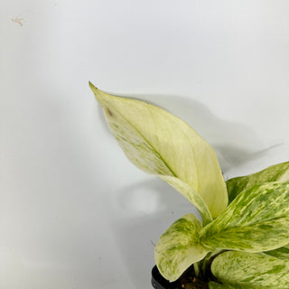 Epipremnum aureum 'Scrambled Eggs' [#2306]