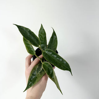 Hoya archboldiana (outer variegated) [#2030]