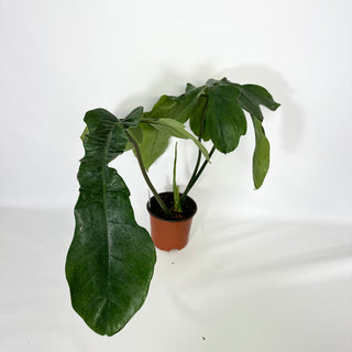 Z-4550 - Philodendron sp. 69686 x subhastatum (Non-TC)