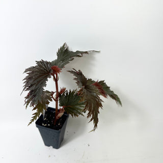 Begonia serratipetala 'Miri' [#2007]