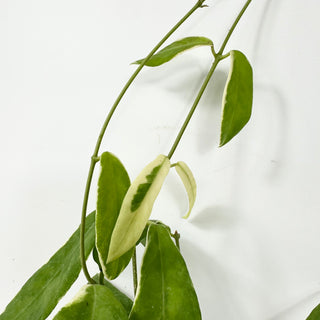 Hoya pimenteliana (outer variegated) [#2381]