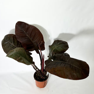 Philodendron 'Black Cardinal' (Non-TC) [#1703]