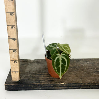 Anthurium 'Brielle'/'Michelle' x self - 2 Seedlings [#1656]
