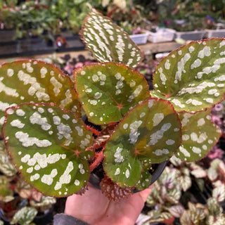 Begonia 'Betsy'