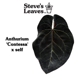 Anthurium 'Contessa' x self - 2 Seedlings [#1481]