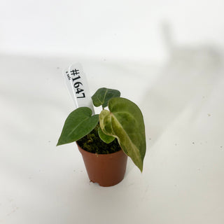 Anthurium 'Chuck Norris' x self - Seedling [#1647]