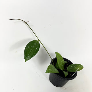 Hoya sp. Lai Chau (long leaf, splash)