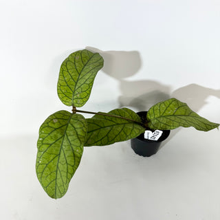 Hoya meredithii [#2142]