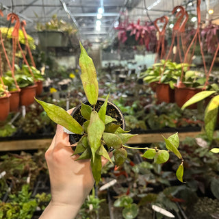 Hoya pusilla Malaysia