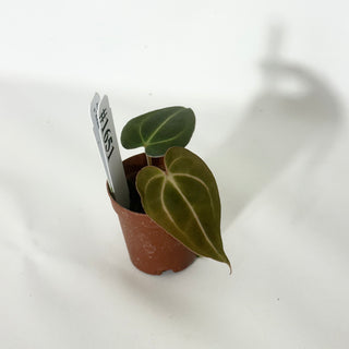 Anthurium carlablackiae x 'Arnold Schwarzenegger' - Seedling [#1651]