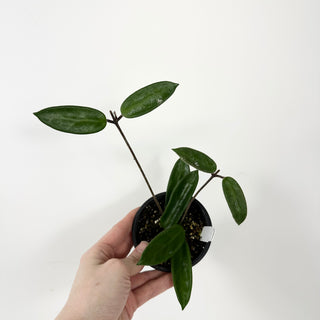 Hoya vangviengiensis [#2382]